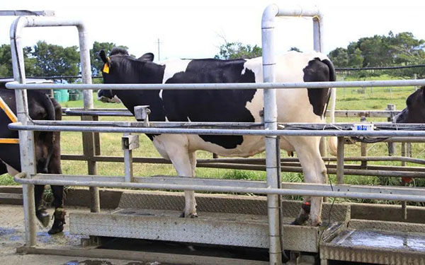 RFID Intelligent Weighing Identification System for Cattle